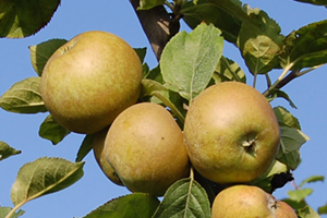 Ajută la pierderea în greutate