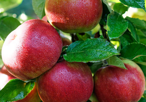 Excelentă sursă de energie